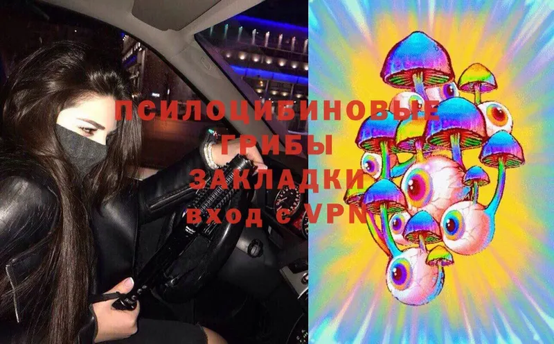 закладки  Нелидово  Псилоцибиновые грибы Psilocybe 